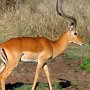 Tanzania - Ngorongoro crater - Male Impala